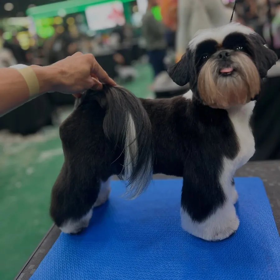 Shih-tzu tosado para a competição Master Groom Brasil