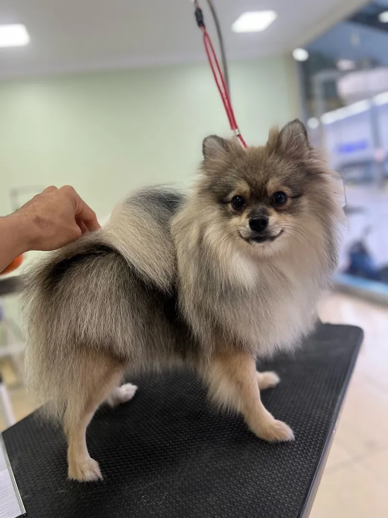 Lulu da Pomerânia tosado