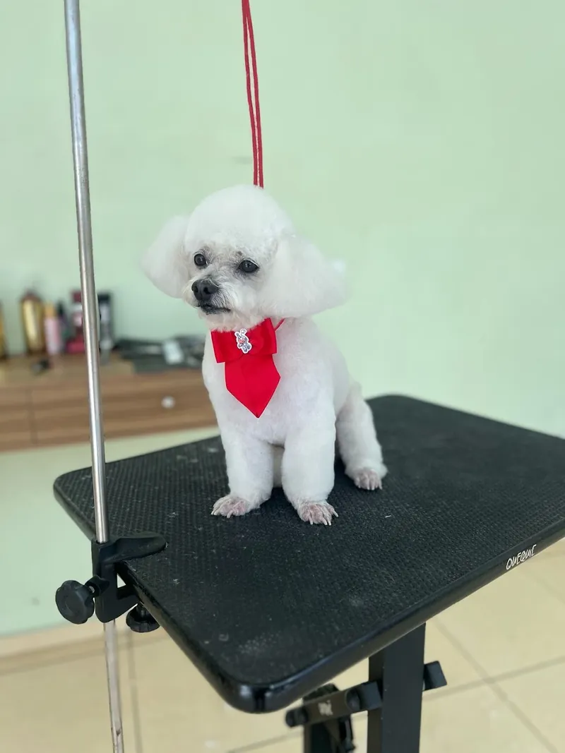 Poodle branco com bandana vermelha