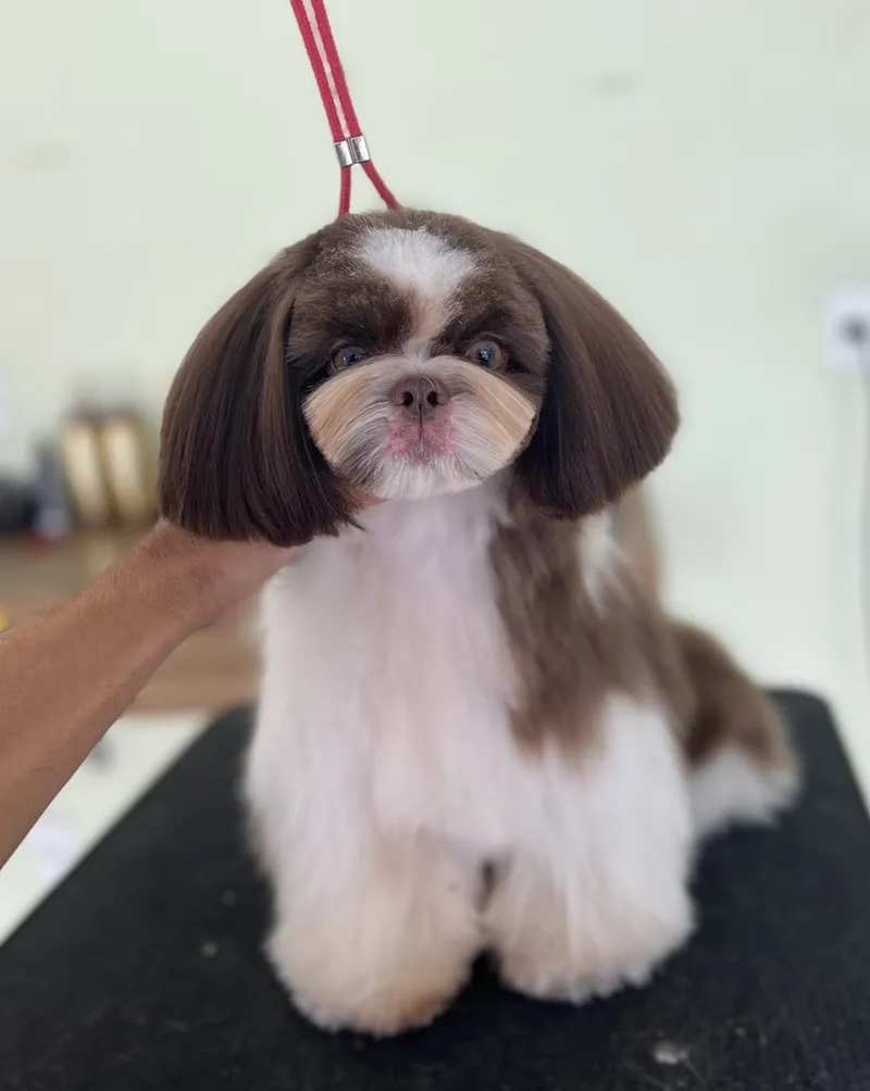Shih-tzu com franja reta