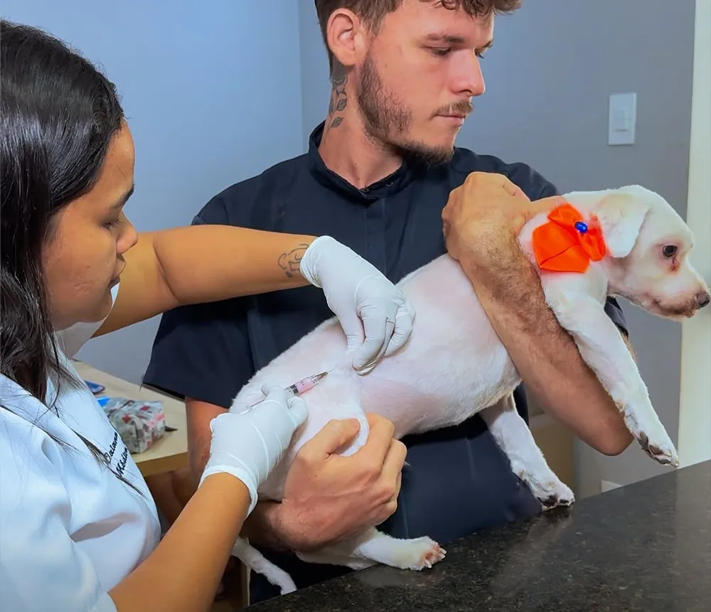 Equipe aplicando vacina em um filhote